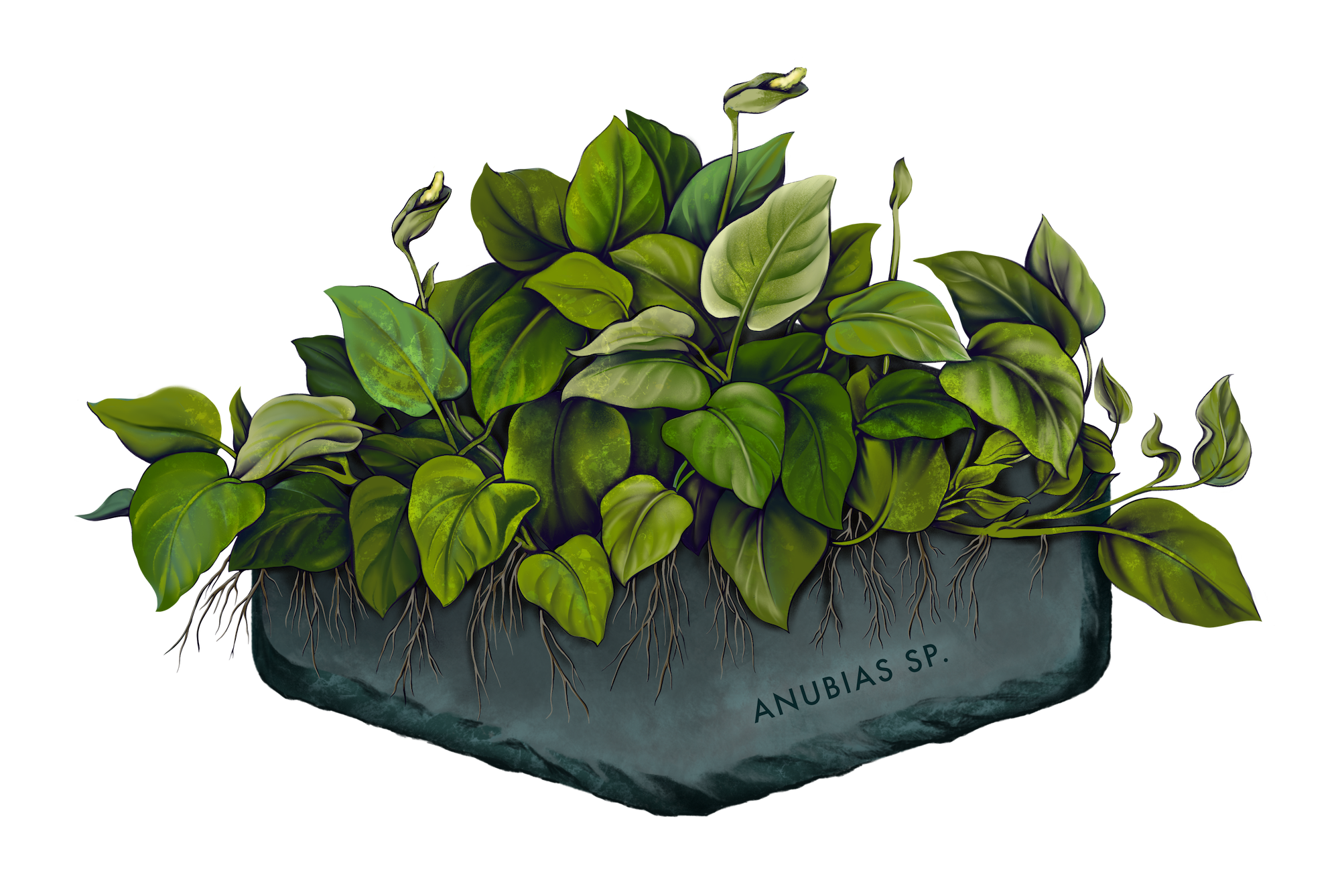 AquaOwner Plant Art Set Kunstdrucke 20x15 cm 4 Motive