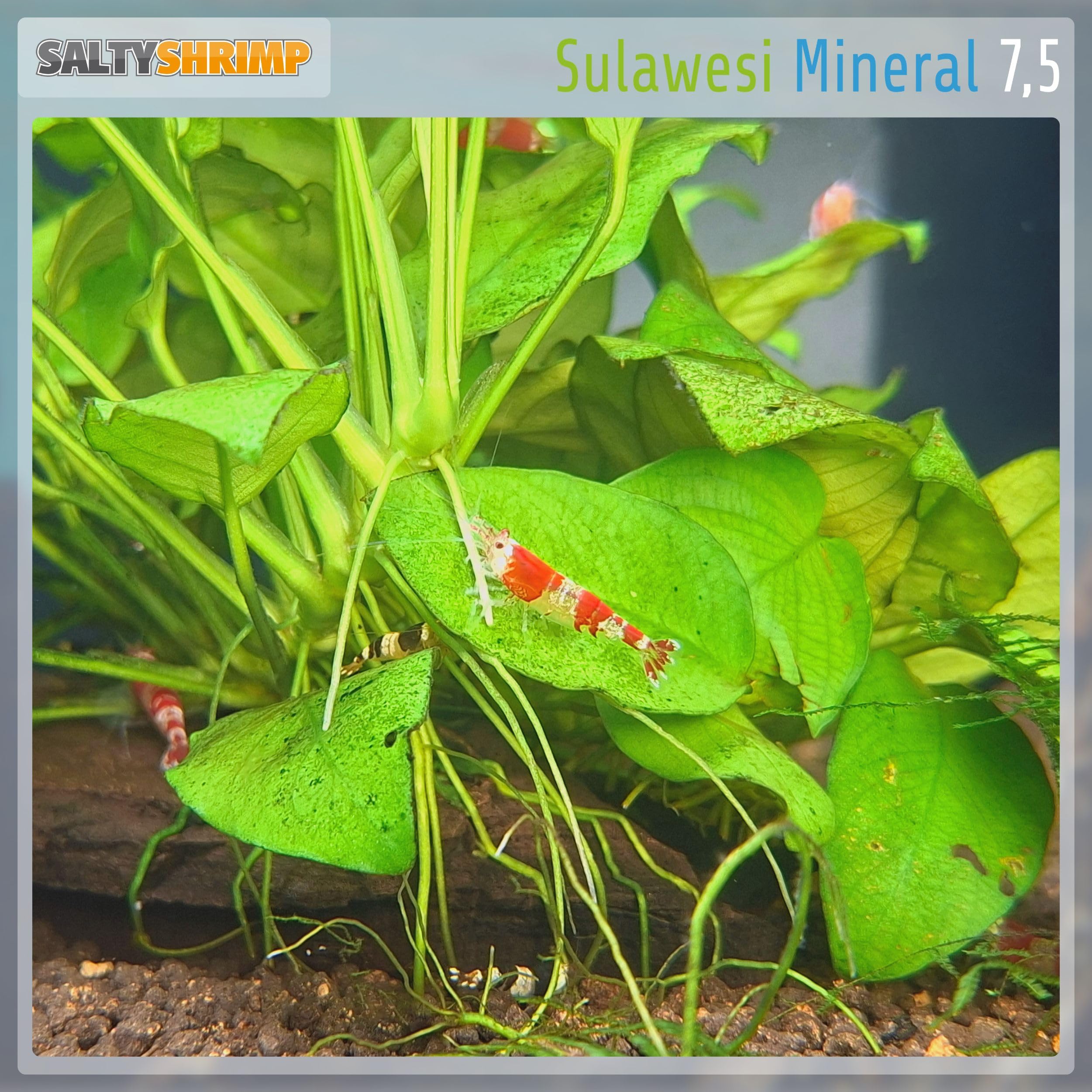SaltyShrimp Sulawesi Mineral 7,5 Mineralsalz 110g pH-stabil