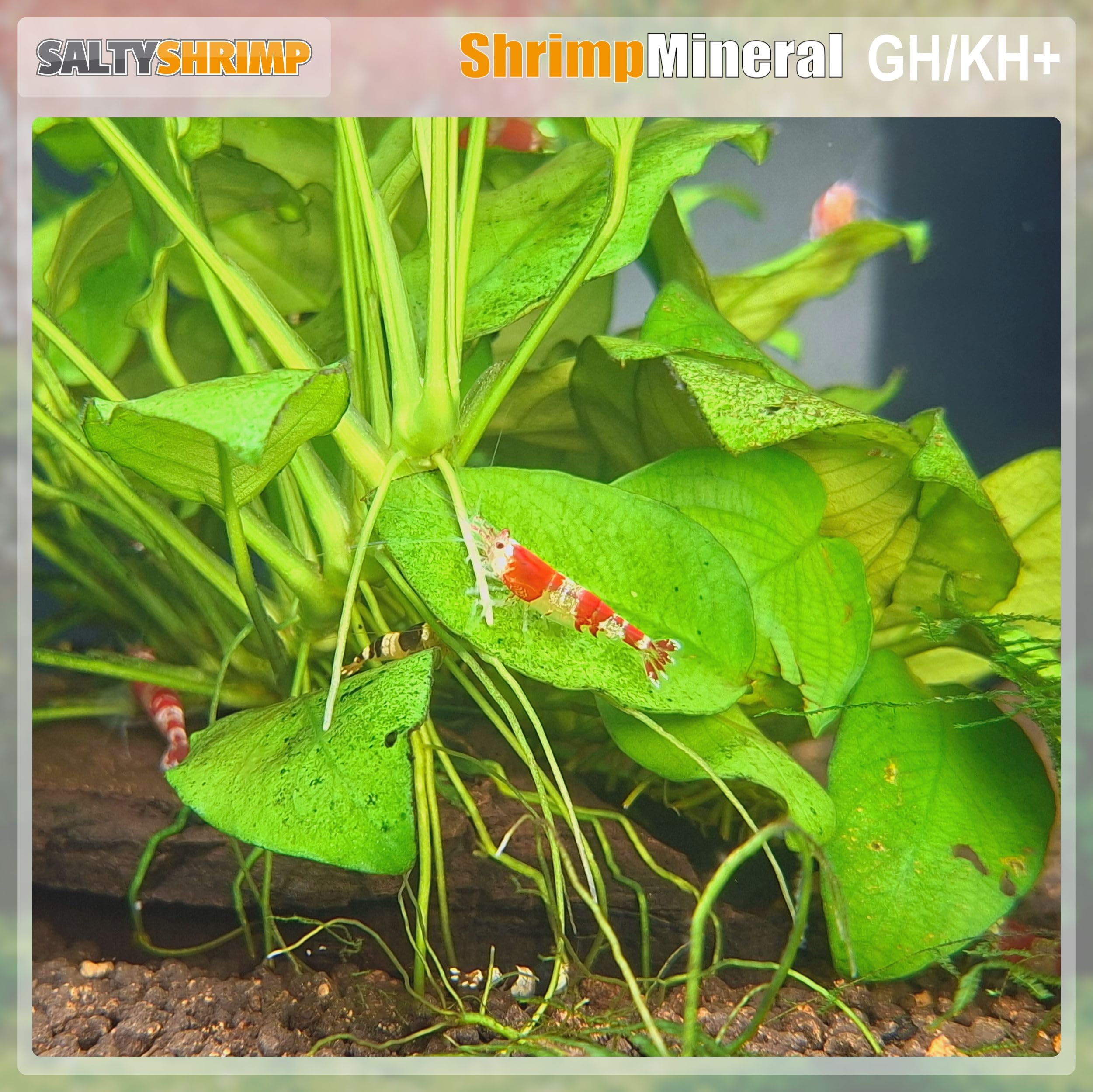 SaltyShrimp Bee Shrimp Mineral GH+ Mineralsalz 110 g Bienengarnelen