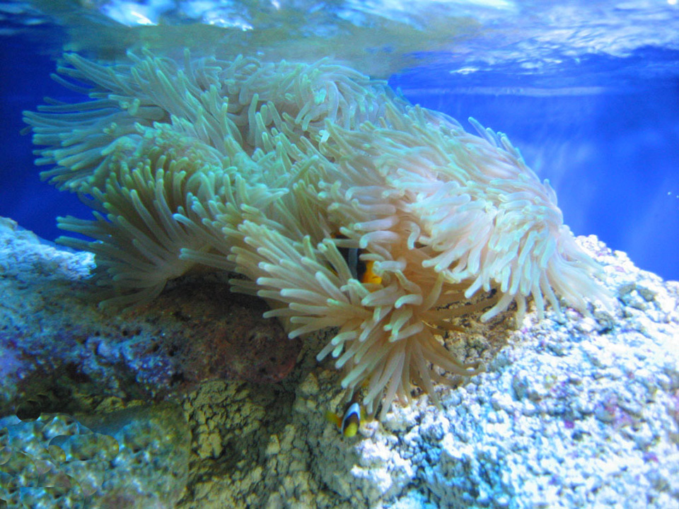 ArStone Red Sea Reef Aquarium Rückwand Meerwasser