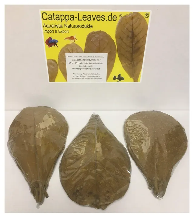 Catappa-Leaves Seemandelbaumblätter 10-15cm 30 Stück antiseptisch