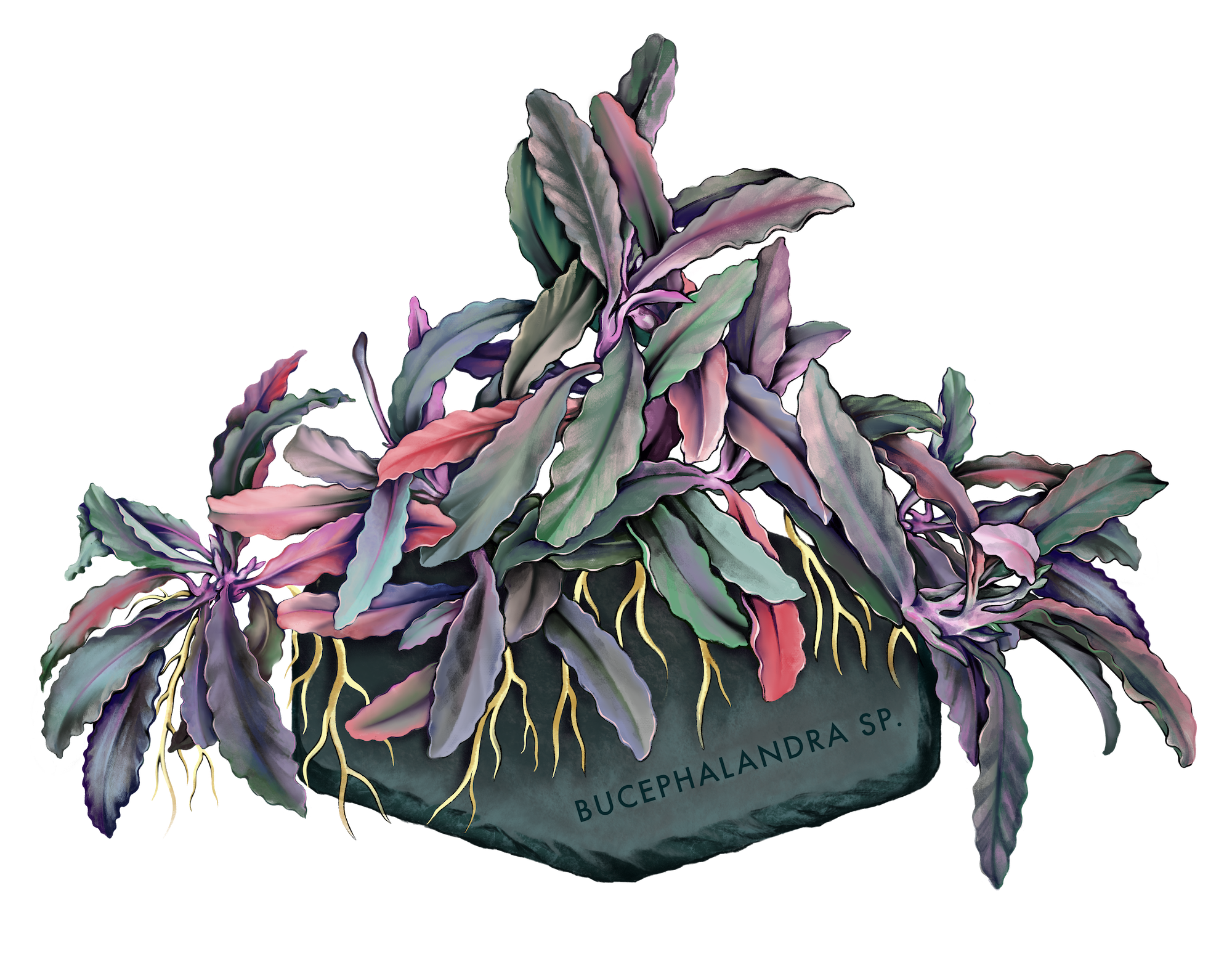 AquaOwner Plant Art Set Kunstdrucke 20x15 cm 4 Motive