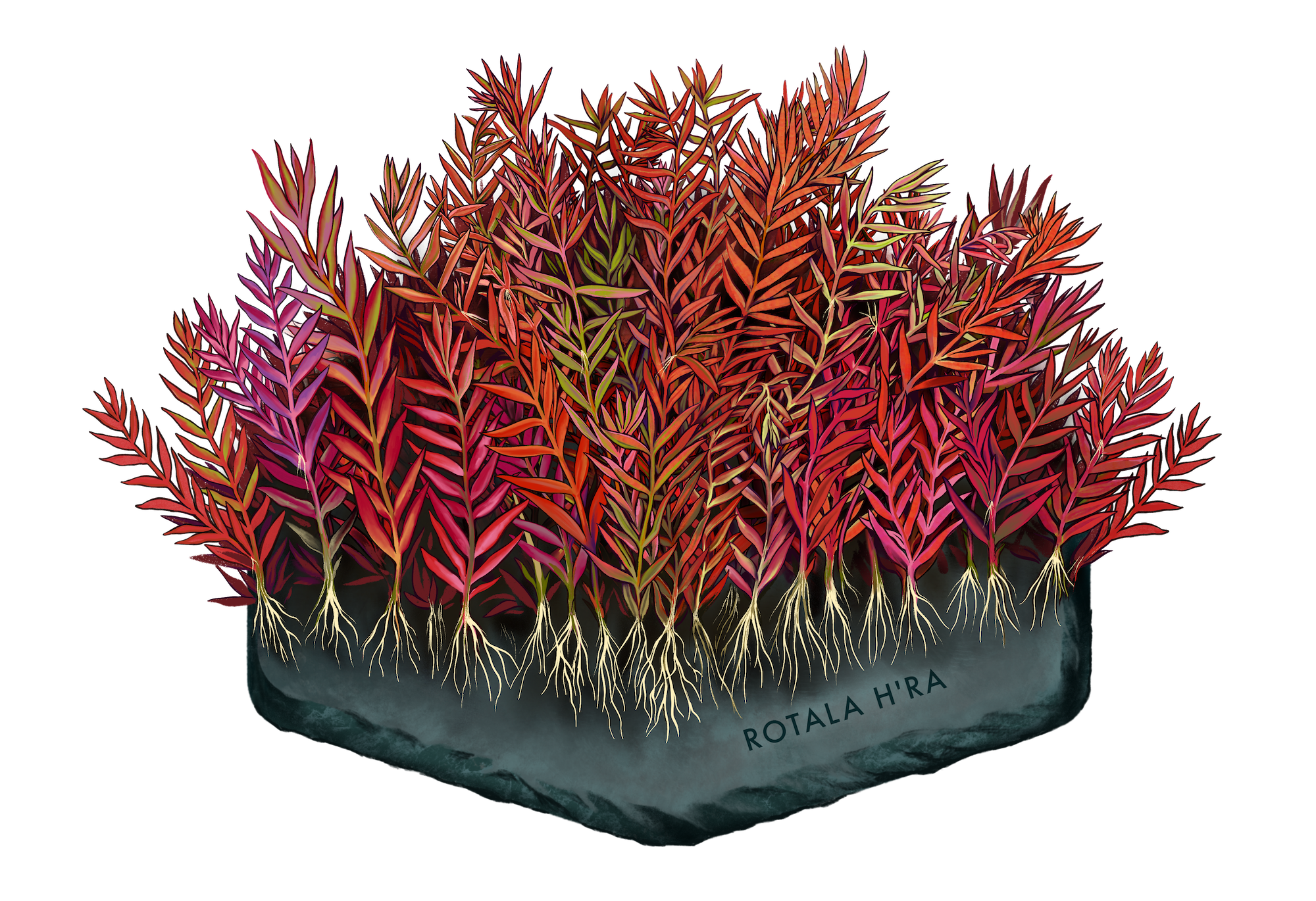 AquaOwner Plant Art Set Kunstdrucke 20x15 cm 4 Motive