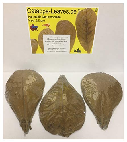 Catappa-Leaves Seemandelbaumblätter 10-15cm 30 Stück antiseptisch