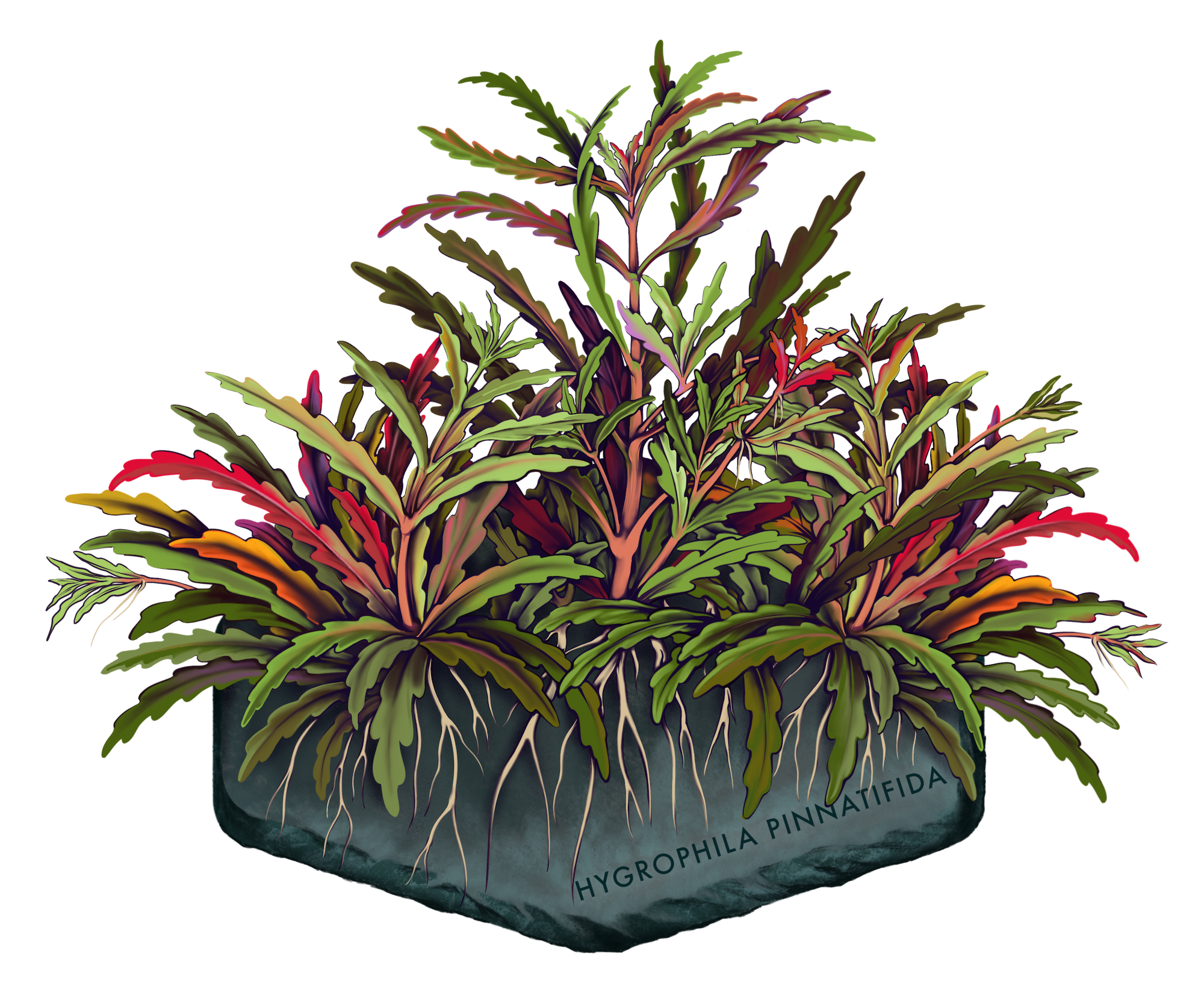 AquaOwner Plant Art Set Kunstdrucke 20x15 cm 4 Motive
